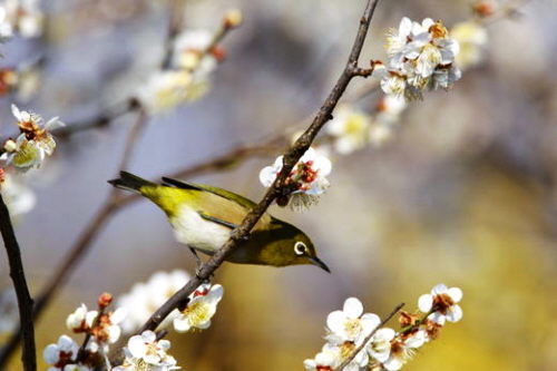 メジロ ２ 梅の花 頑固親父の探鳥記