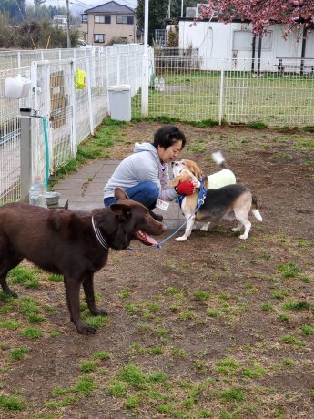 もろやまオフ会②~ドッグラン大放牧!嬉しいとみんな弾けるのね。_c0372561_19201407.jpg