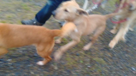 もろやまオフ会無事に終了~パックウォークと母娘犬の感動の再会・・・では無かった編(苦笑)_c0372561_19305204.jpg