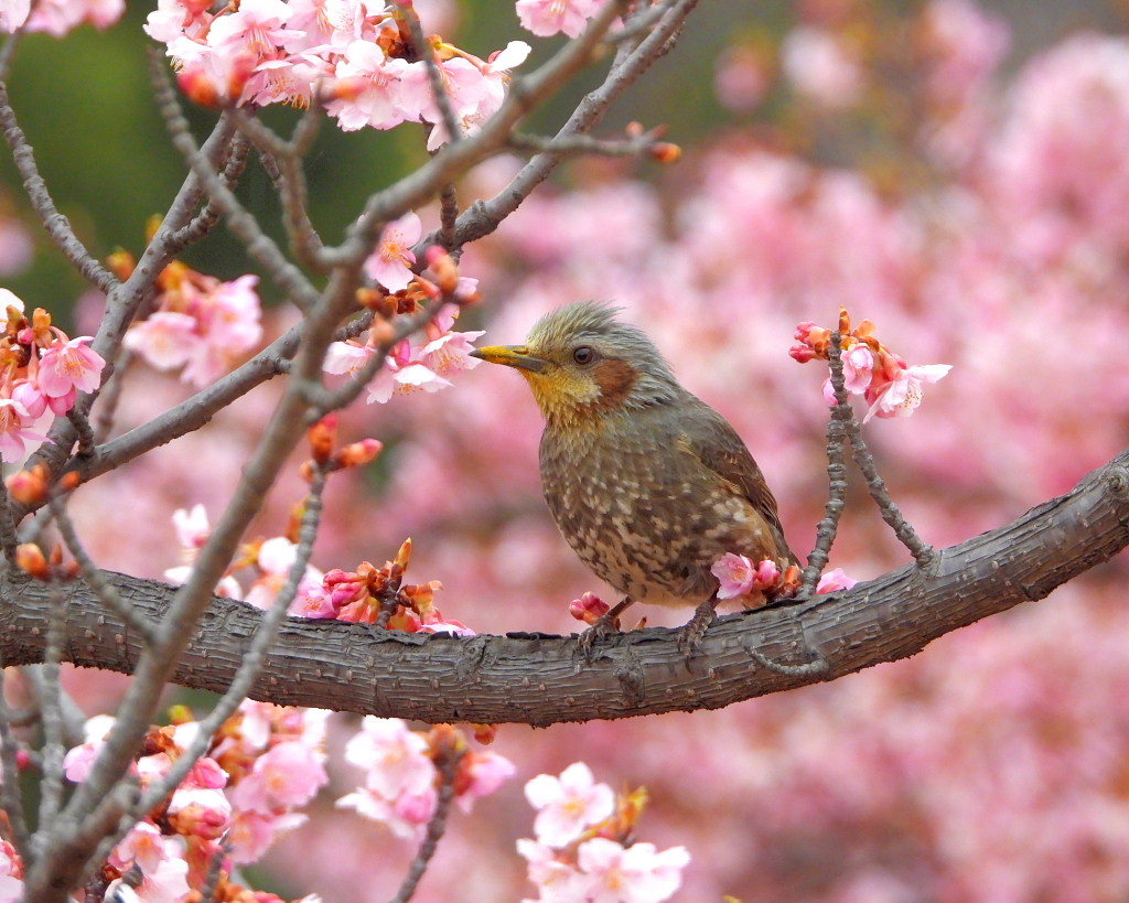 サクラヒヨとサクラワンちゃん_c0305565_17422972.jpg