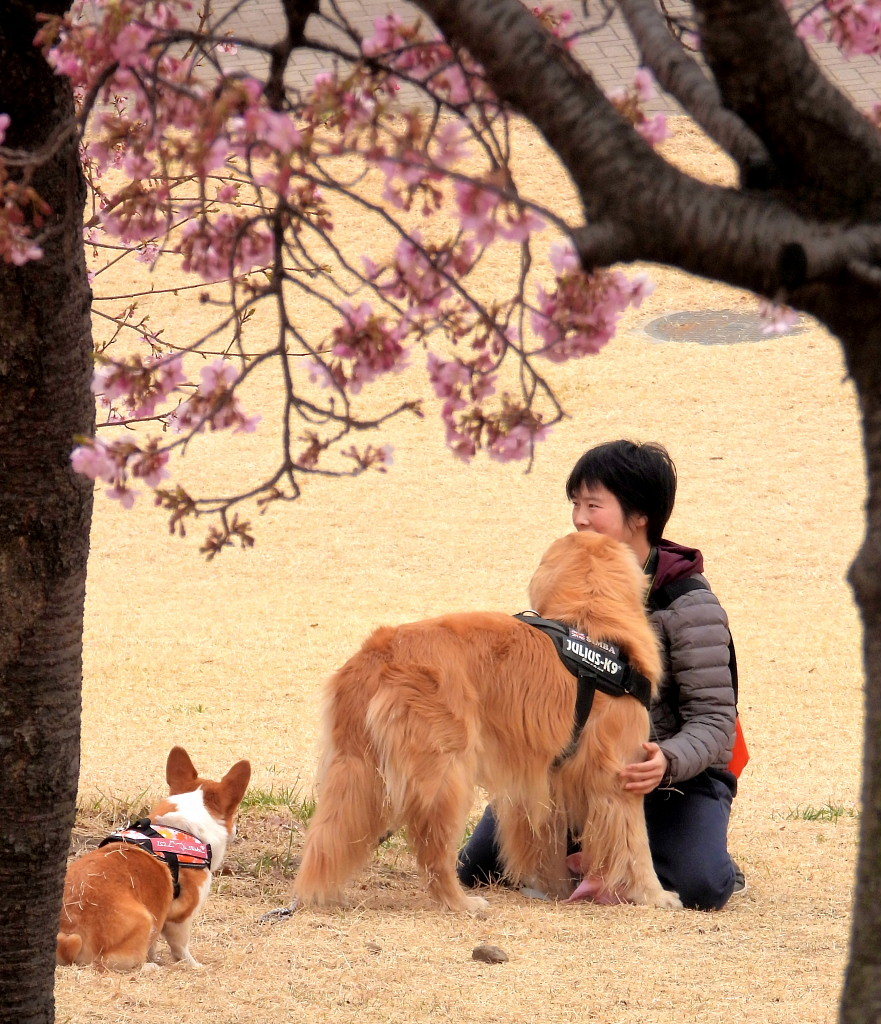 サクラヒヨとサクラワンちゃん_c0305565_17431381.jpg