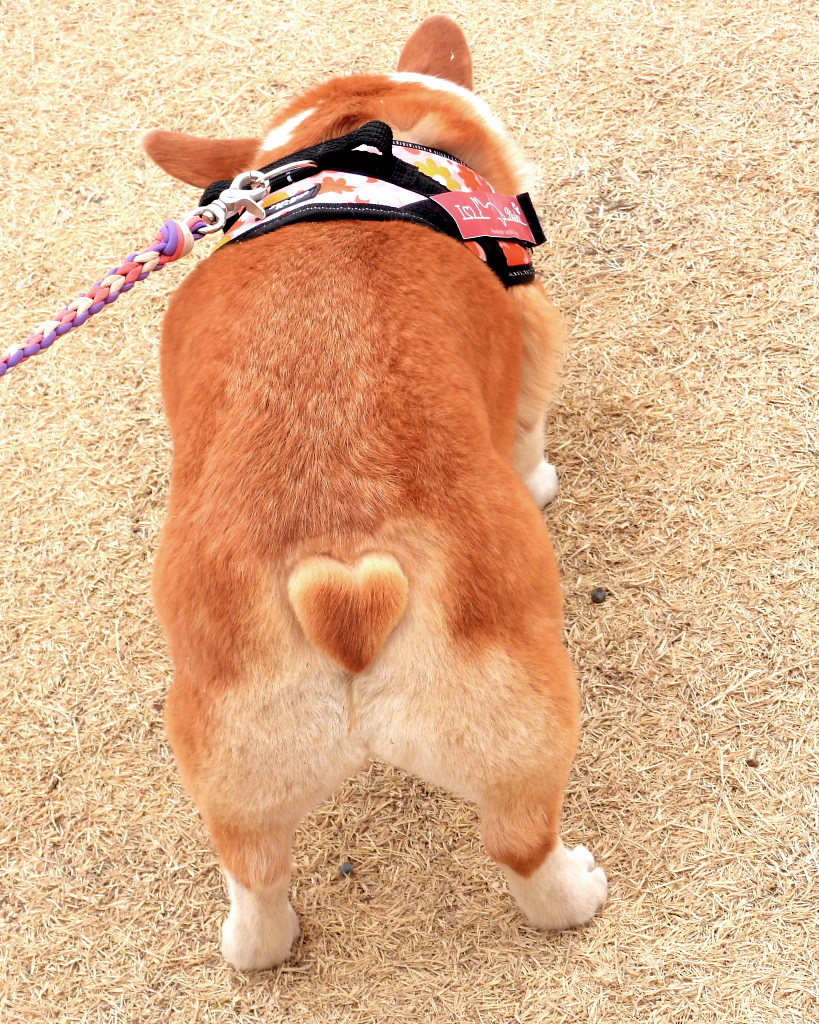 サクラヒヨとサクラワンちゃん_c0305565_17432887.jpg