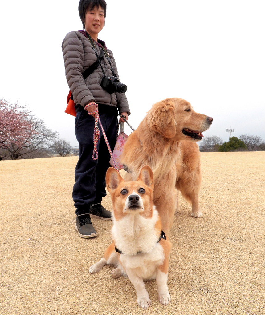 サクラヒヨとサクラワンちゃん_c0305565_17434124.jpg