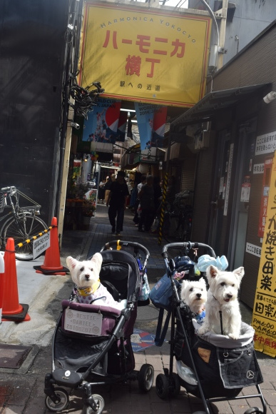 ♪ ダニエル 初めての吉祥寺散策~!(^^)! ♪_b0242873_00005695.jpg