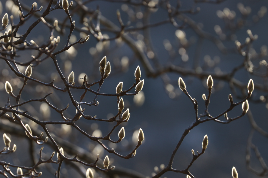 コブシとモクレンの花芽_e0088874_20452690.jpg
