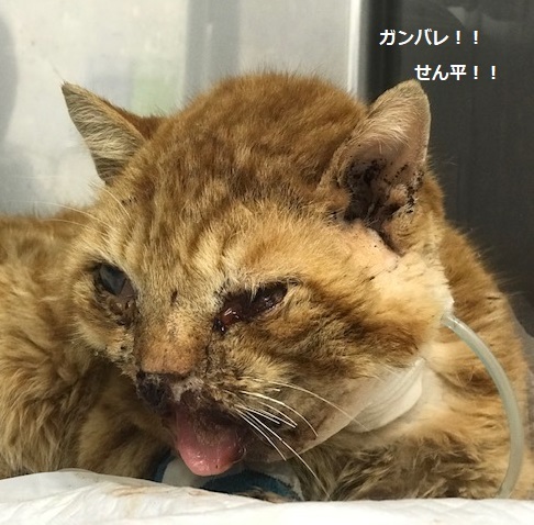 1回目の手術が終わりました_f0242002_20205468.jpg