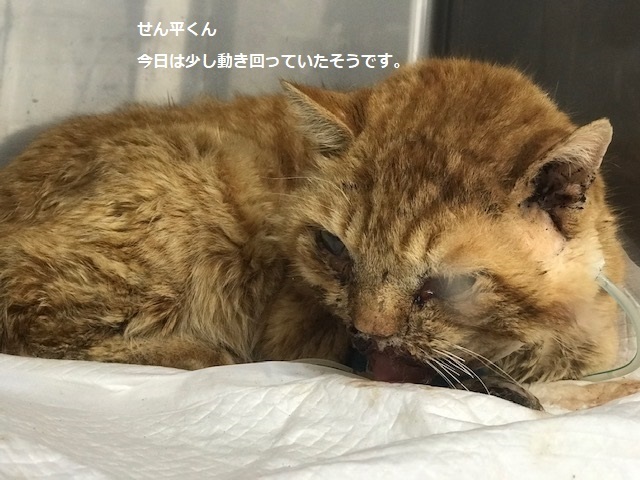 1回目の手術が終わりました_f0242002_20210090.jpg