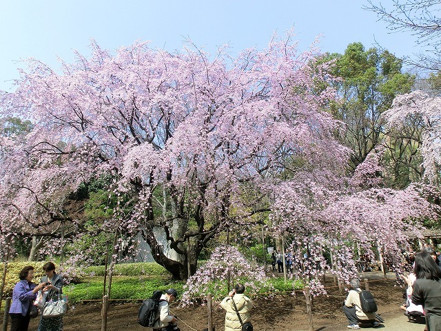 六義園①(新江戸百景めぐり61-1)_c0187004_21254102.jpg