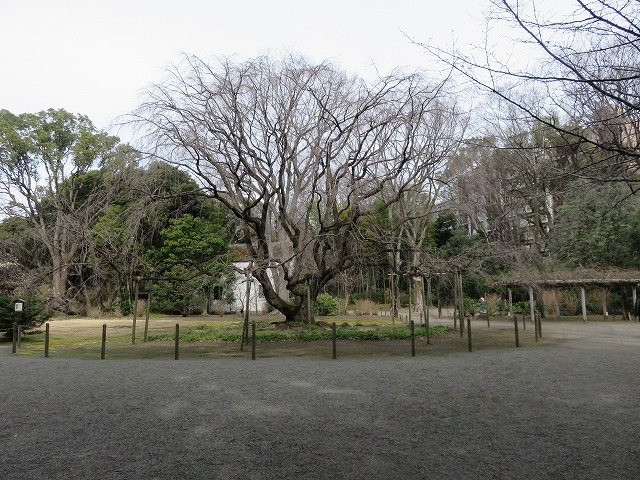 六義園①(新江戸百景めぐり61-1)_c0187004_21254280.jpg
