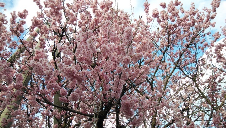 椿寒桜（西条市と松山日赤の正門前）…2020/2/22_f0231709_17094481.jpg