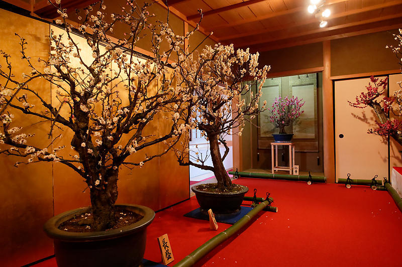 大和郡山 盆梅展@郡山城跡_f0032011_20292763.jpg
