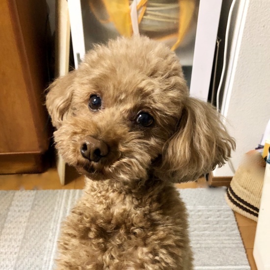 まだ8ヶ月、やっと8ヶ月。_f0197215_08374440.jpeg