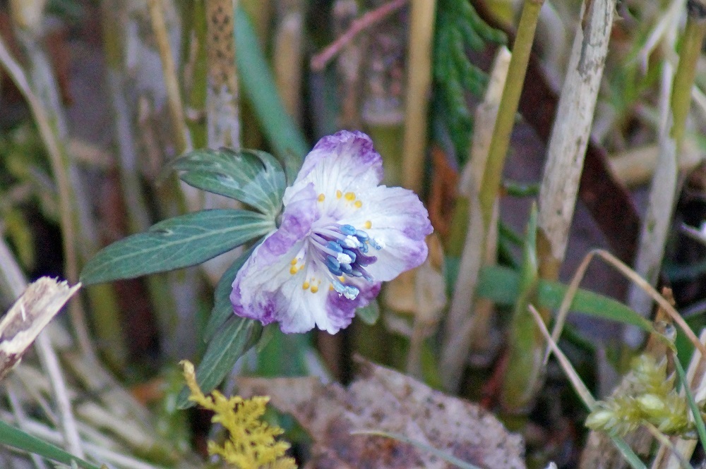 セツブンソウ・・・赤花 : 我が家の花たち