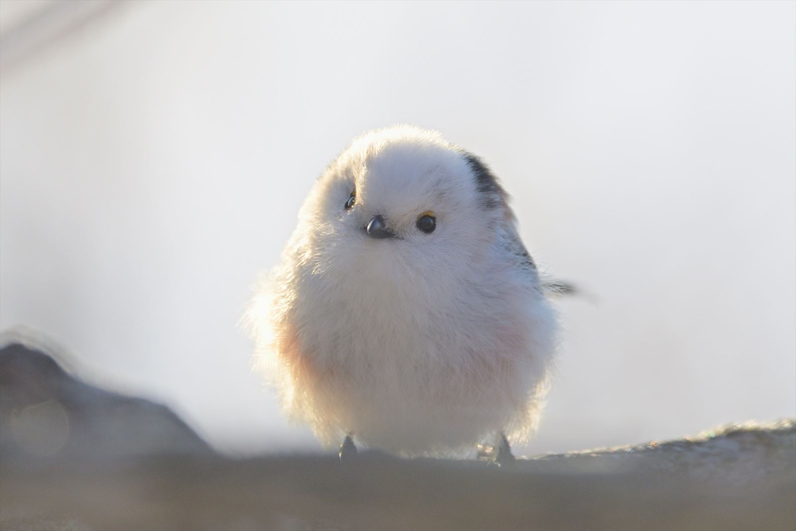 シマちゃん やぁやぁ シマちゃん やぁやぁ