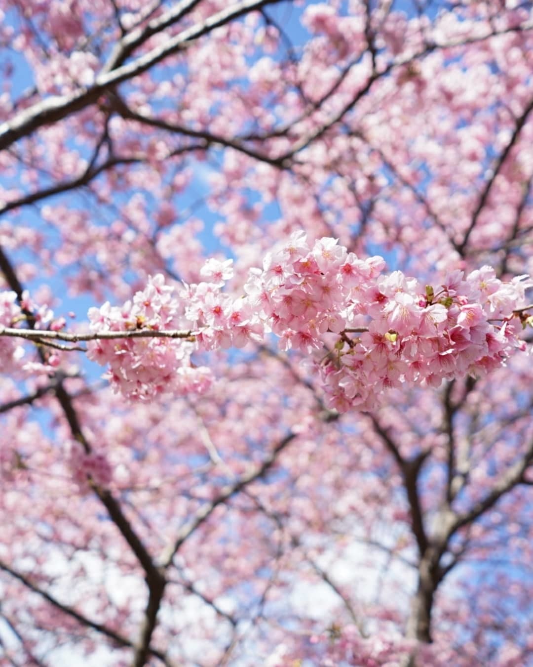 春の伊豆へ・河津桜祭り_c0226331_13085370.jpg