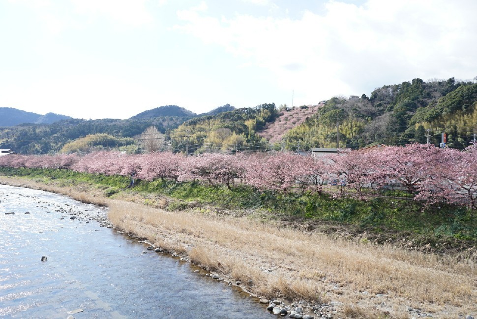 春の伊豆へ・河津桜祭り_c0226331_13093669.jpg