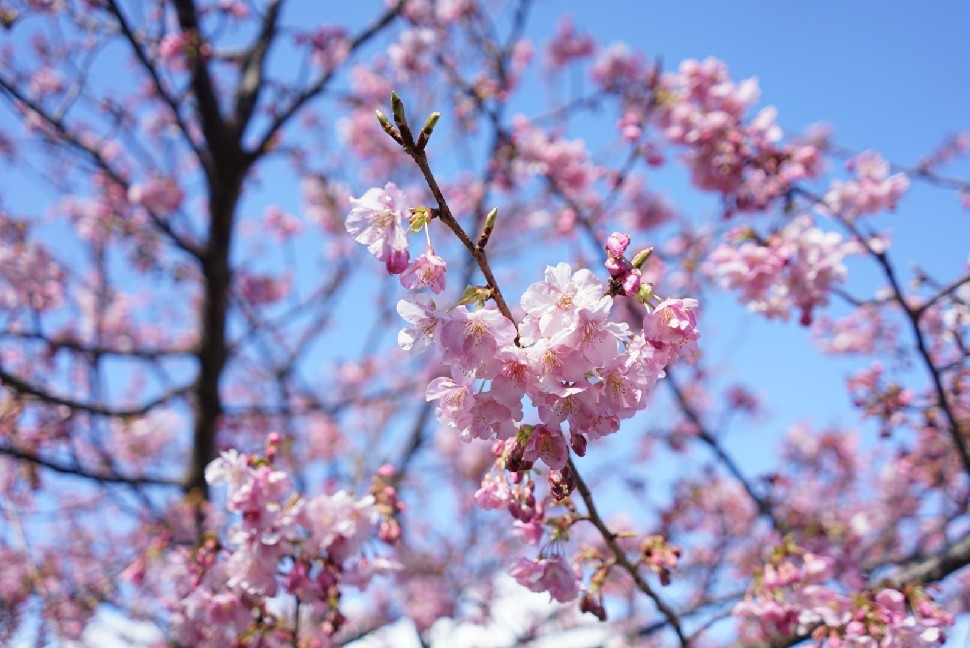 春の伊豆へ・河津桜祭り_c0226331_13113964.jpg