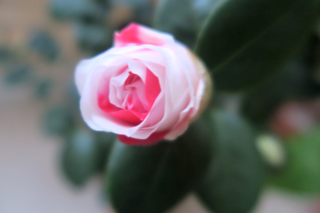 猫と夕焼けと庭の花たち_f0234936_7375253.jpg