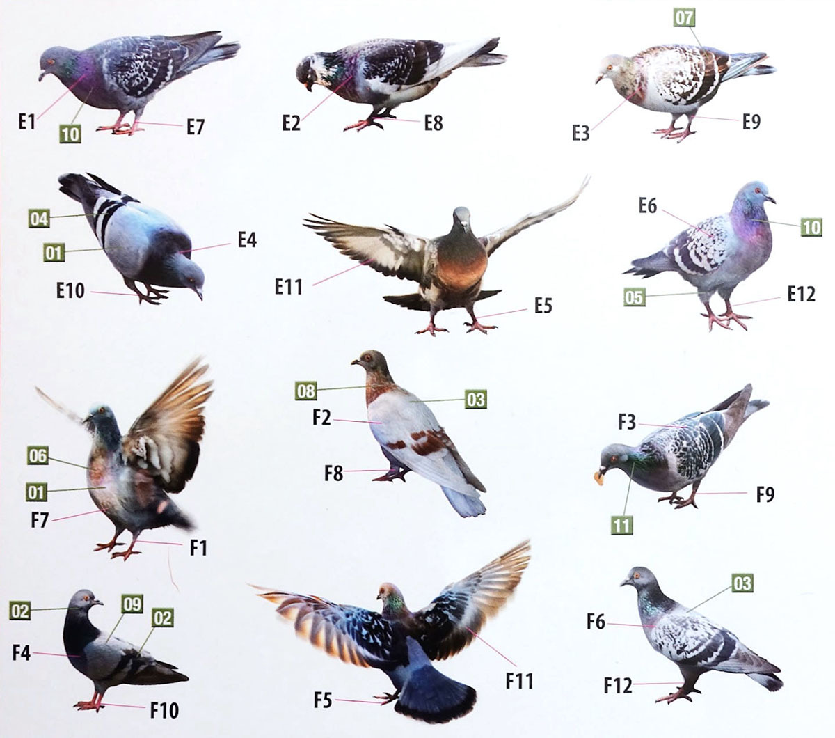 灰色のハト ハトの仲間（出会った鳥たち） 「気ままに自然観察」