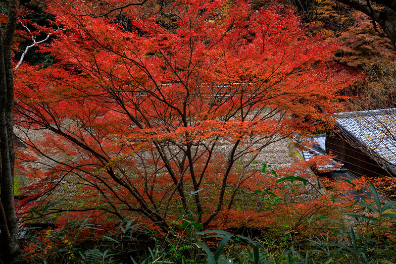 紅葉が彩る京都2019　鳥居本の秋_f0155048_23542089.jpg