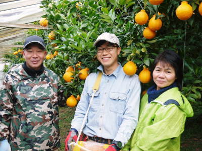 熊本産「デコポン」ハイペースで売れてます！数量限定のためお急ぎ下さい！熊本限定栽培品種「ひのゆたか」_a0254656_17171063.jpg