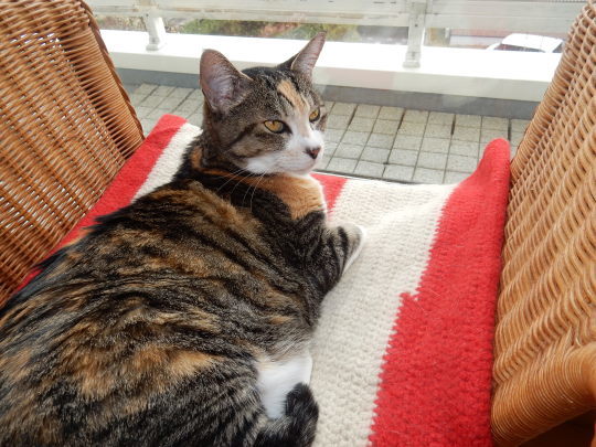 ’20、2、27(木)ミモザの着物と生サーモンのカルパッチョ!_f0060461_10094759.jpg