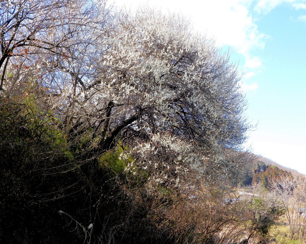 ウメの古木と 小耳にはさんでいたコミミズク_c0305565_17390593.jpg