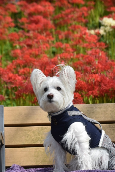 ♪ ダニエル 権現堂公園へ~🚙=3~(^^)/ ♪_b0242873_18301490.jpg