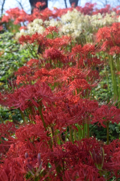 ♪ ダニエル 権現堂公園へ~🚙=3~(^^)/ ♪_b0242873_18381139.jpg