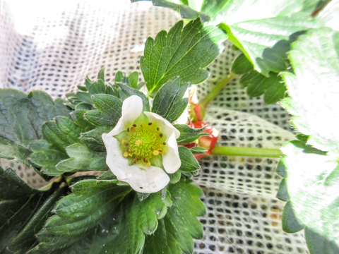 イチゴの開花とマルチング にゃんてワンダホー イチゴの開花とマルチング にゃんてワンダホー