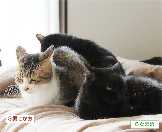 お外の記憶(出版のおしらせ)_a0389088_12473028.jpg