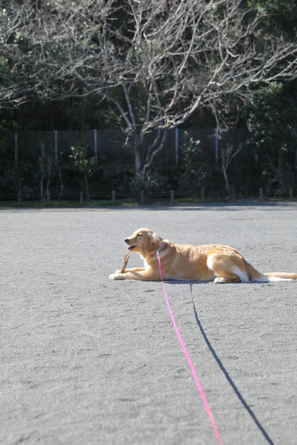 調査員さん♪_b0275998_11410850.jpg