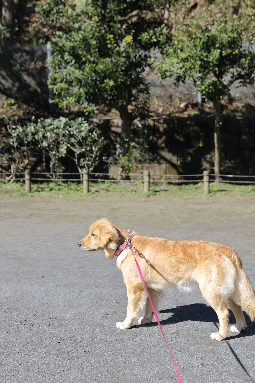 調査員さん♪_b0275998_11411335.jpg