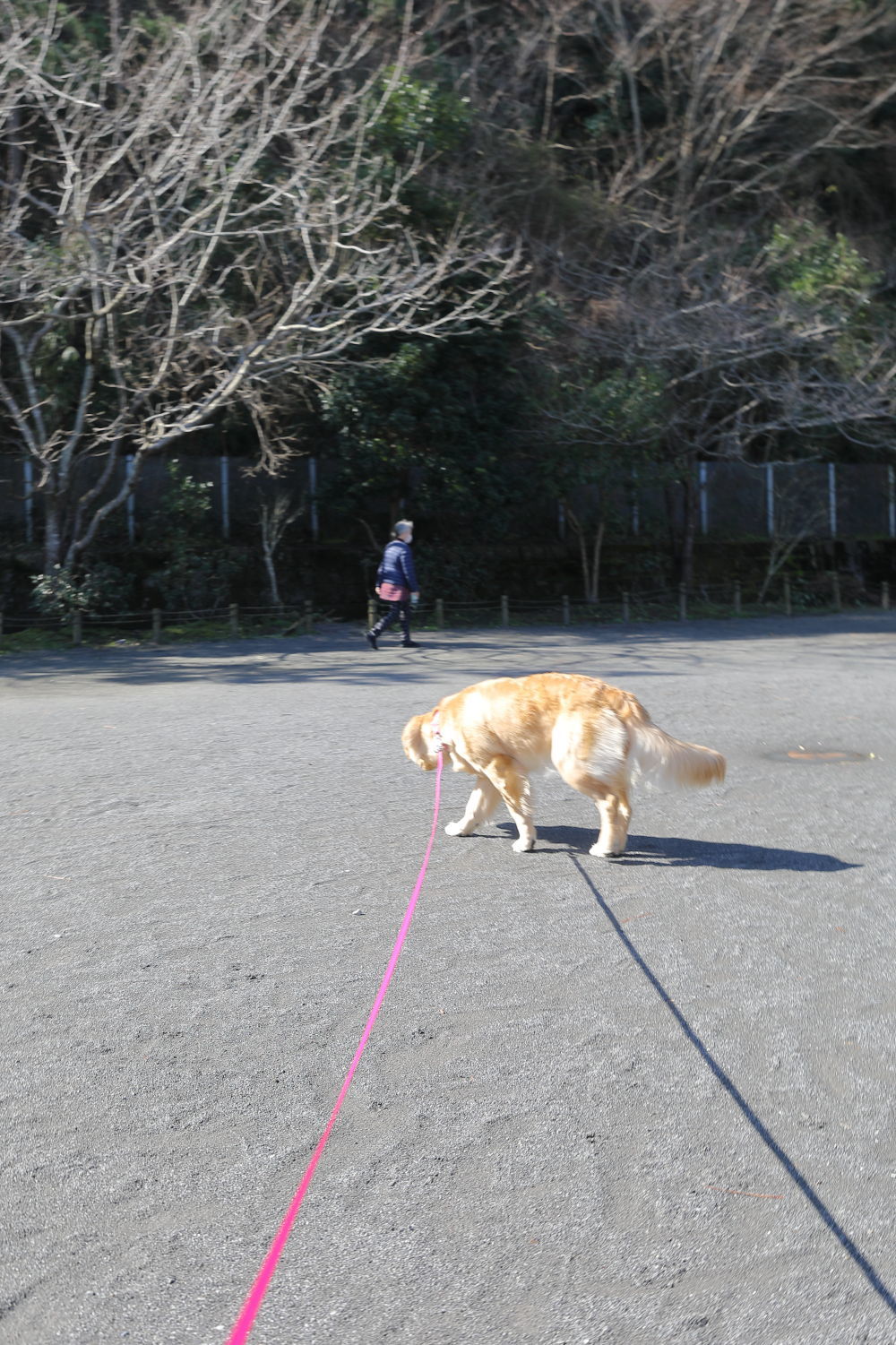 調査員さん♪_b0275998_11411539.jpg