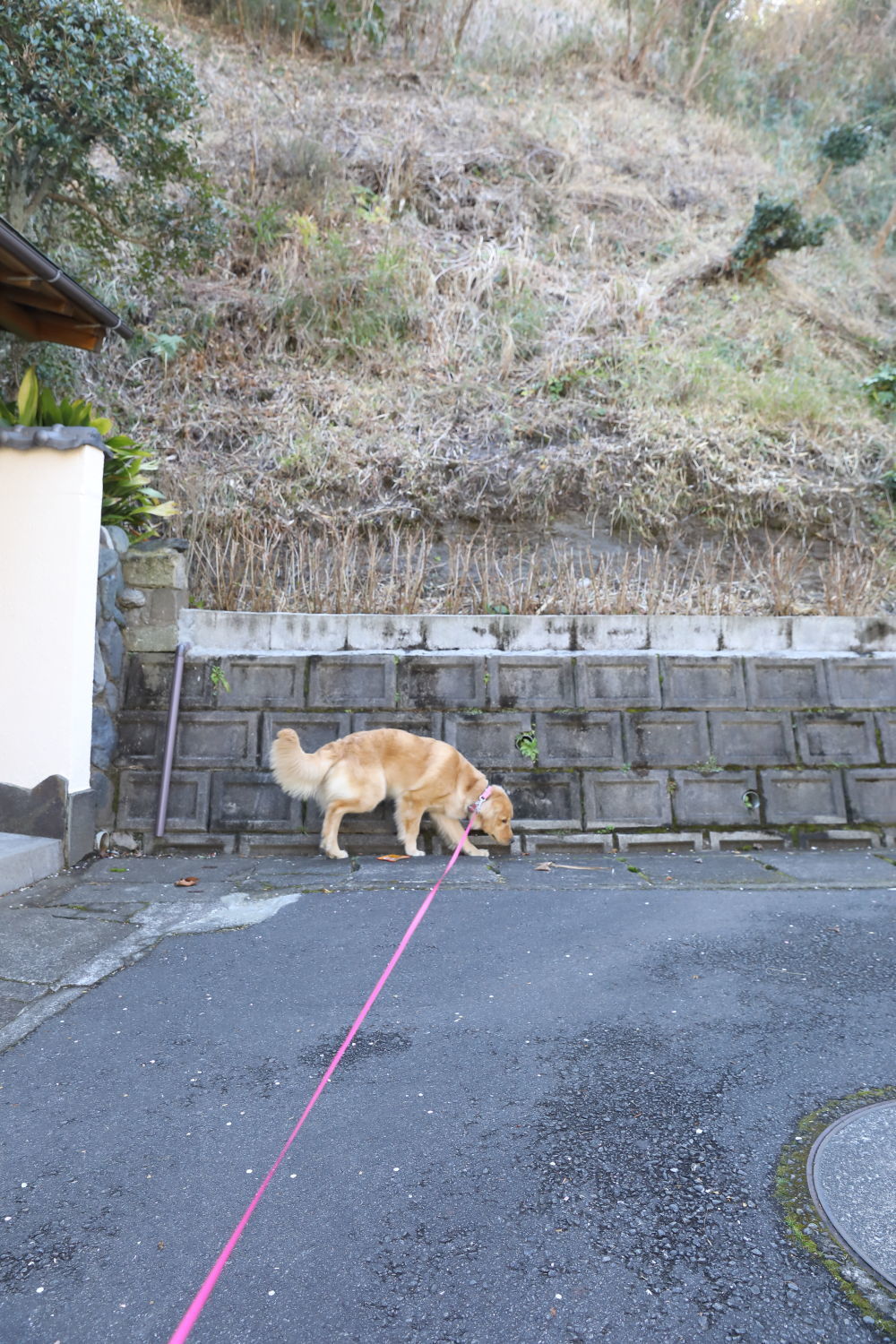 調査員さん♪_b0275998_11584842.jpg