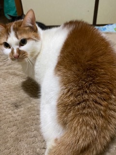 ニコニコ通信 -Vol.10-_f0242002_20194806.jpeg