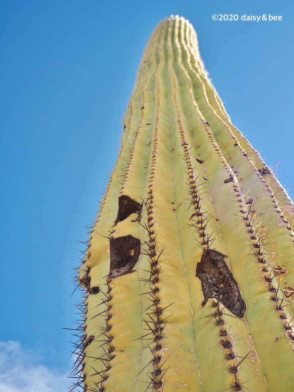 柱サボテン : daisy＆bee の多肉でガーデニング