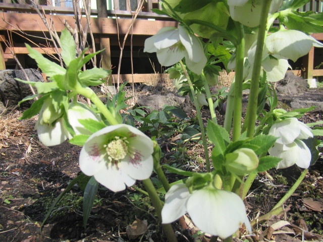 クリスマスローズがだんだん咲いてきます 雑草苑だより