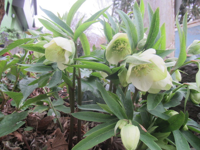 クリスマスローズがだんだん咲いてきます 雑草苑だより