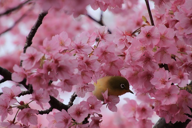 満開のカワズザクラにメジロ飛び交う_e0321325_14021964.jpg