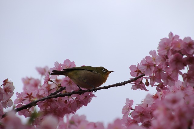 満開のカワズザクラにメジロ飛び交う_e0321325_14024036.jpg