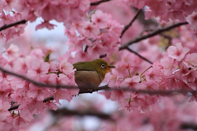 満開のカワズザクラにメジロ飛び交う_e0321325_14032956.jpg