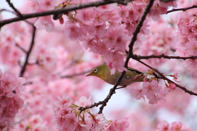 満開のカワズザクラにメジロ飛び交う_e0321325_14043196.jpg