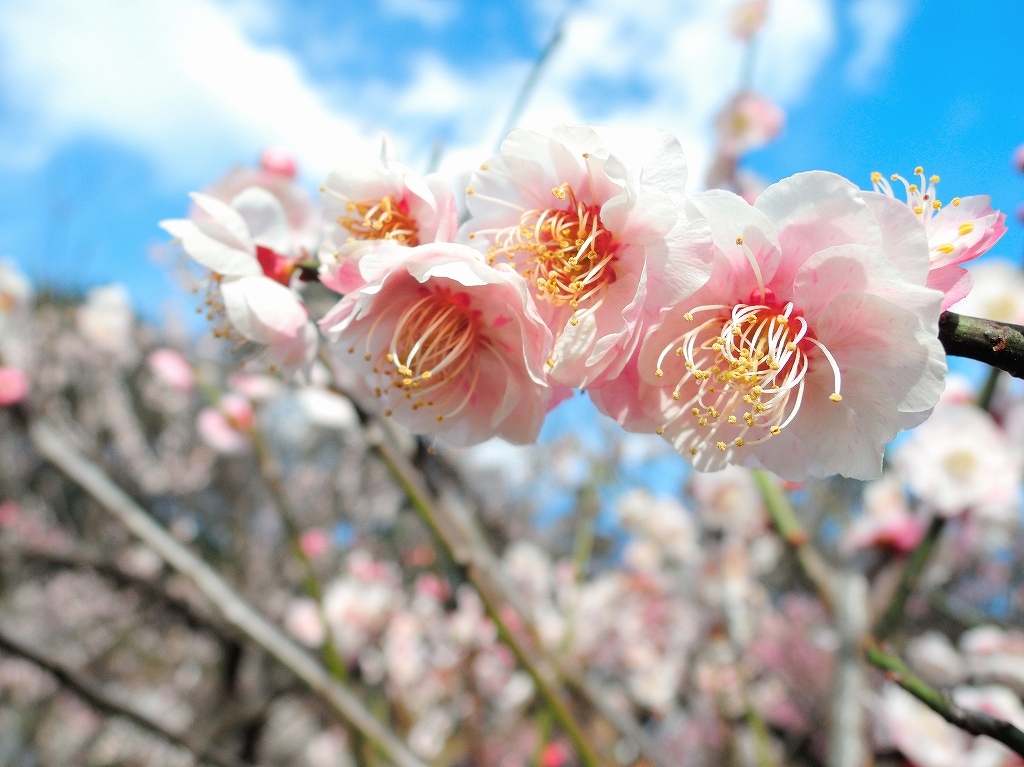 ある風景：Okurayama, Yokohama@Spring #1_a0384046_22241535.jpg