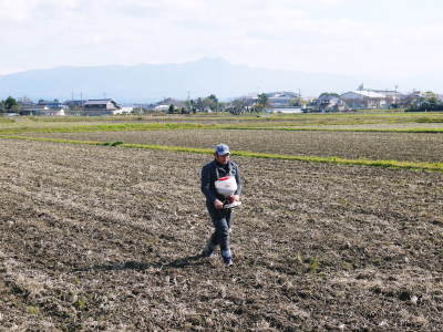 砂田米 熊本県菊池市七城町『砂田のこだわりれんげ米』令和2年もれんげを有機肥料にする土つくりです_a0254656_16595617.jpg