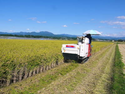 砂田米 熊本県菊池市七城町『砂田のこだわりれんげ米』令和2年もれんげを有機肥料にする土つくりです_a0254656_17025518.jpg