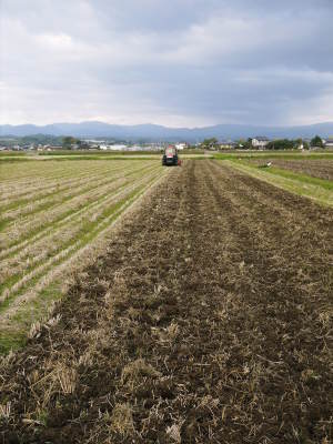 砂田米 熊本県菊池市七城町『砂田のこだわりれんげ米』令和2年もれんげを有機肥料にする土つくりです_a0254656_17121840.jpg