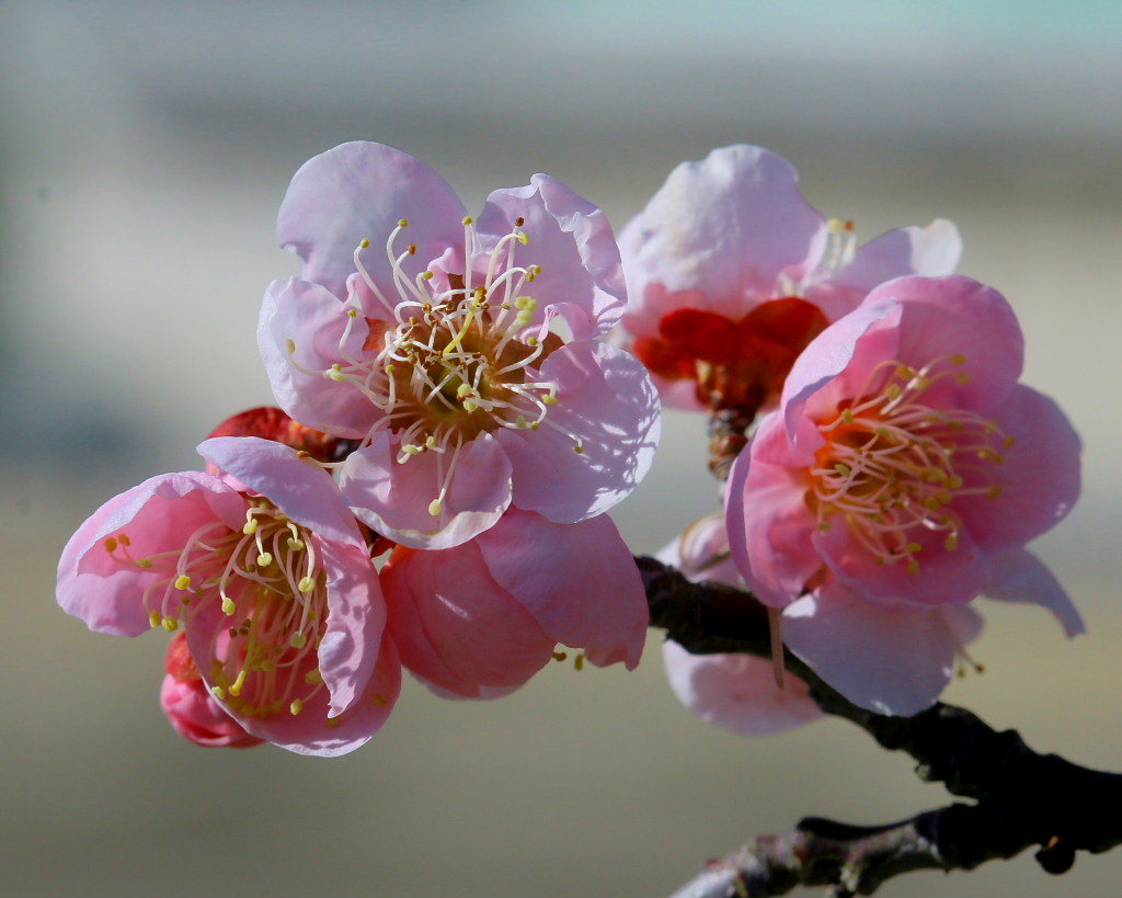 マクロレンズで春の花々_c0305565_17321230.jpg