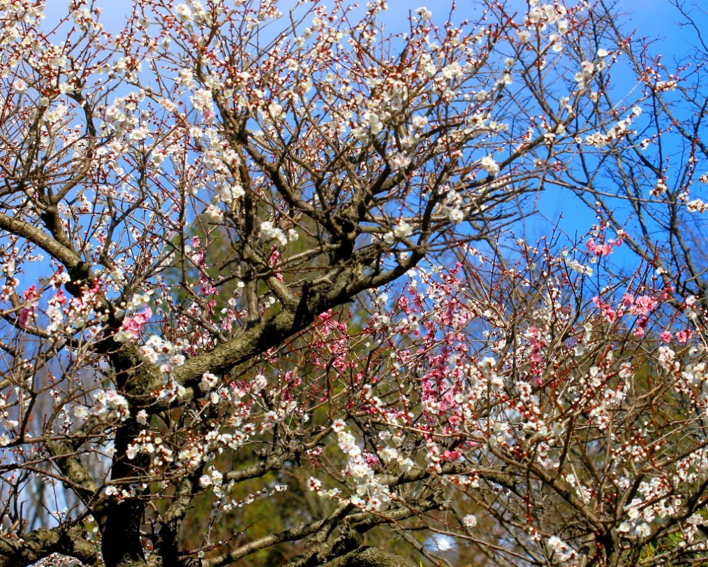 マクロレンズで春の花々_c0305565_17325159.jpg