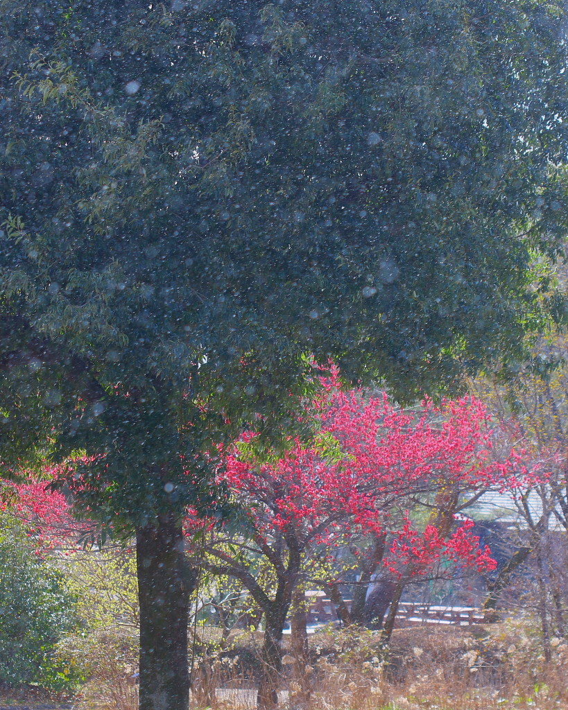 マクロレンズで春の花々_c0305565_17335674.jpg